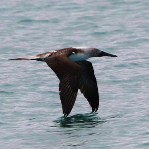 Blue-footed Booby