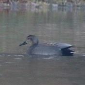 Gadwall