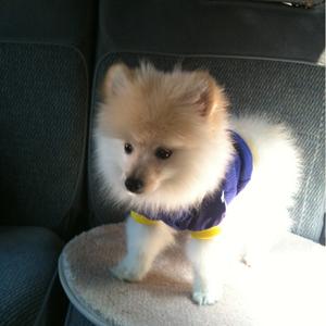 Pomeranian