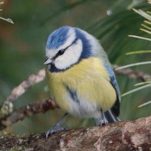 Blue Tit