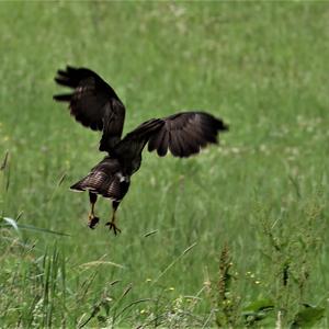 Common Buzzard