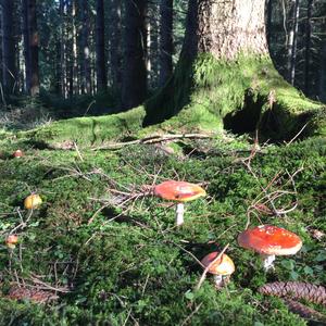 Fly Agaric