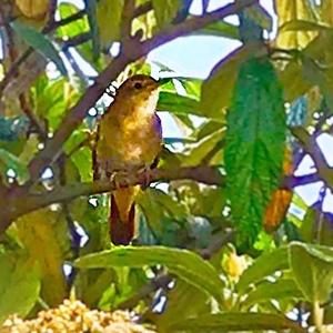 Common Nightingale