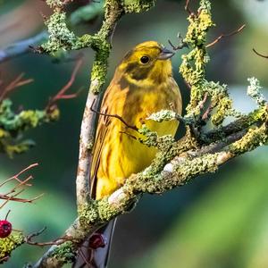 Yellowhammer