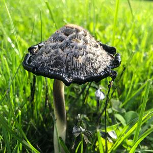 Shaggy Mane