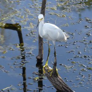 Snowy Egret