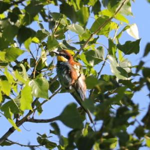 European Bee-eater