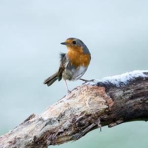 European Robin