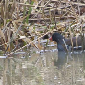 Common Moorhen