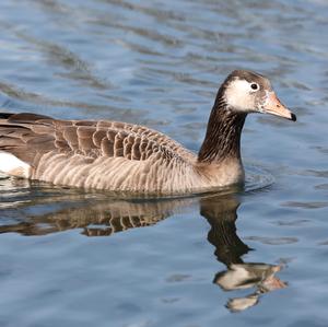 Greylag Goose