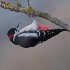 Great Spotted Woodpecker