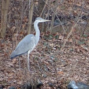 Grey Heron