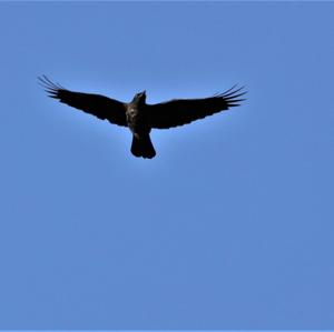 Carrion Crow