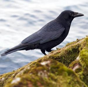 Carrion Crow