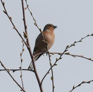 Eurasian Chaffinch