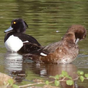 Tufted Duck