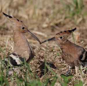 Eurasian Hoopoe