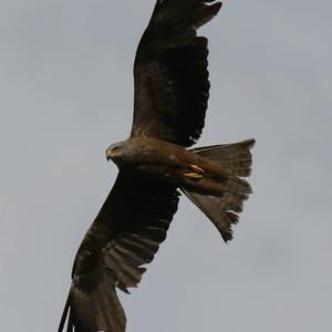 Black Kite