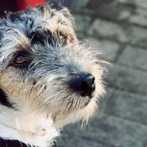 Parson Russell Terrier