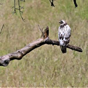 Mäusebussard