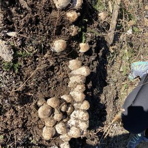 Shaggy Mane