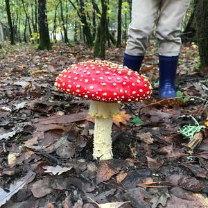 Fly Agaric