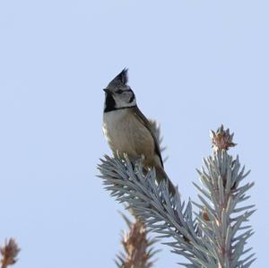 Crested Tit