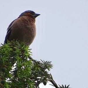 Eurasian Chaffinch