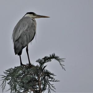 Grey Heron