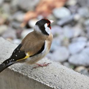 European Goldfinch