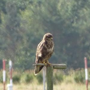 Common Buzzard