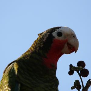 Cuban Amazon