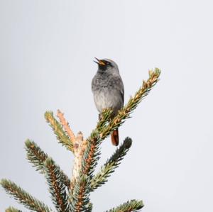 Black Redstart