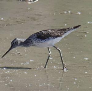 Common Greenshank