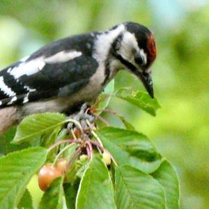 Great Spotted Woodpecker