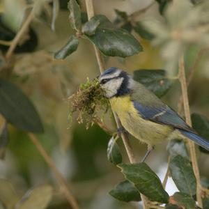 Blue Tit