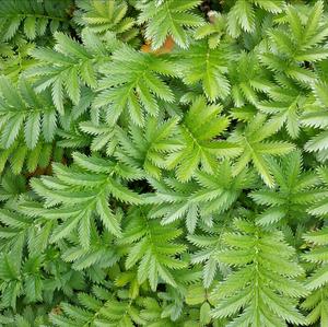 Silverweed (Common)