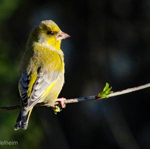 European Greenfinch