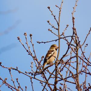 Hawfinch