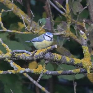 Blue Tit