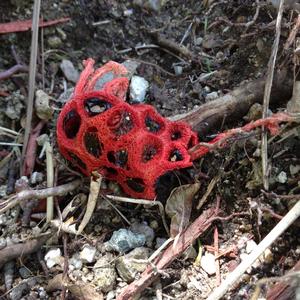 Red Cage Fungus