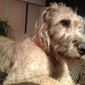 Irish Wolfhound