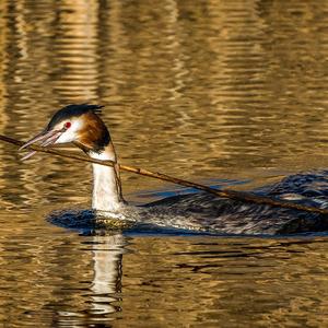 Great Crested Grebe