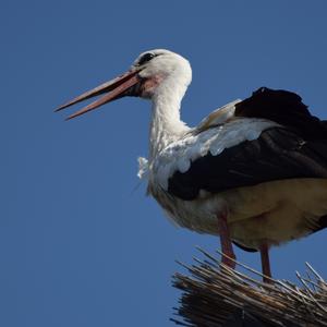 White Stork