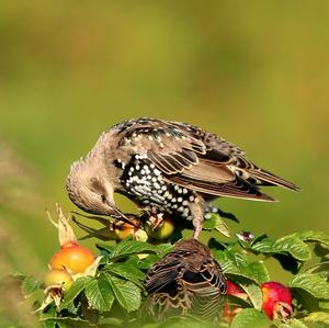 Common Starling