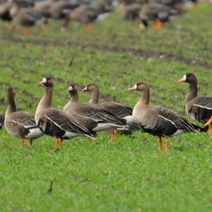 Greater White-fronted Goose