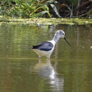 Black-winged Stilt