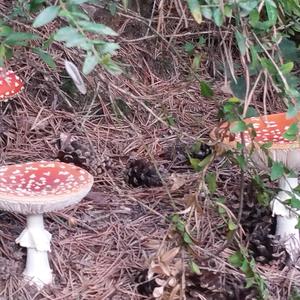 Fly Agaric