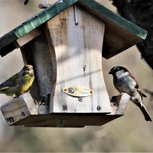 European Greenfinch