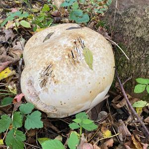 Giant Puffball